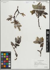 Foto von Salix glauca L. x Salix phylicifolia L.